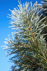 Frost on pine needles pine branches with wonderful blue sky background.