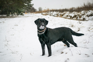 Чёрная собака породы лабрадор в стойке на снегу зимой
