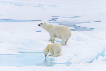 Eisbär (Ursus maritimus) Mutter und Jungtier auf dem Packeis, noch