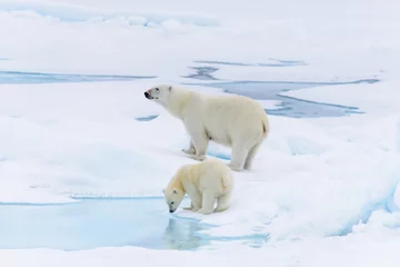 Foto auf Acrylglas Eisbär Eisbär (Ursus maritimus) Mutter und Jungtier auf dem Packeis, noch