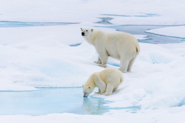 Ours polaire (Ursus maritimus) mère et son petit sur la banquise, ni