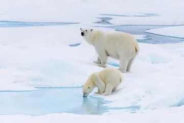 Abwaschbare Fototapete Eisbär Eisbär (Ursus maritimus) Mutter und Jungtier auf dem Packeis, noch