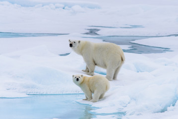 Ours polaire (Ursus maritimus) mère et son petit sur la banquise, ni