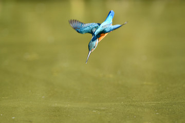 急降下中のカワセミ