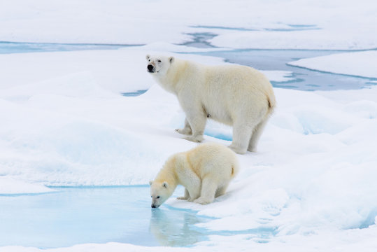 Polar bear (Ursus maritimus) mother and cub on the pack ice, nor