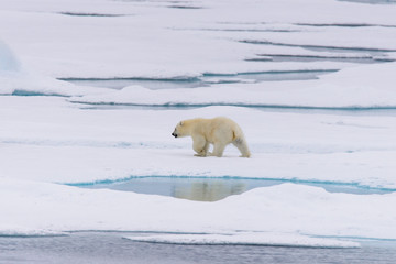 Polar bear (Ursus maritimus) cub on the pack ice, north of Svalb