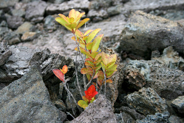 Neues Leben wächst aus Lava