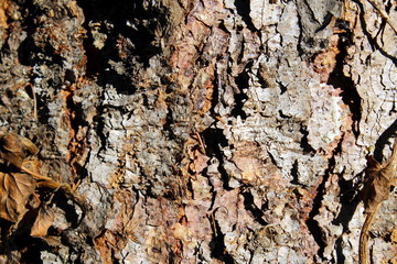 Pine tree bark