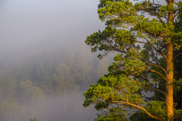 conifer tree at the top in the morning mist