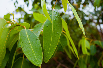 Closeup of wet Eucalyptus leaves