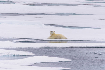 Fototapeta na wymiar Polar bear (Ursus maritimus) cub on the pack ice, north of Svalb
