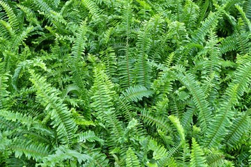 The Horizontal of Tassle Ferns Textured Background
