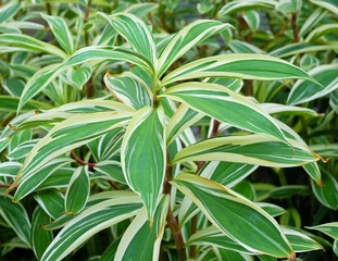 Fototapeta premium Background of Yucca Tree or Dracaena Plants