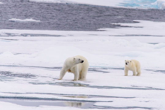 Polar bear (Ursus maritimus) mother and cub on the pack ice, nor