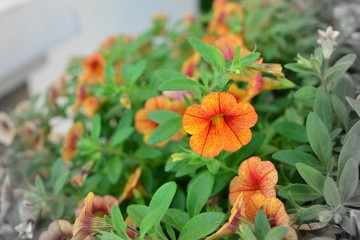 Orange Petunia flowers blooming vintage style on white background.
