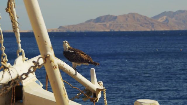 Marine Bird of Prey Osprey Sits on the Mast of the Ship's Bow Against Background of Red Sea
