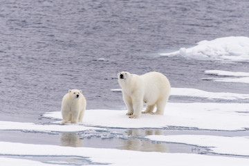 Polar bear (Ursus maritimus) mother and cub on the pack ice, nor