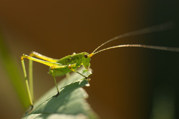 Green grasshopper (Tettigonia viridissima) sitting on a leaf