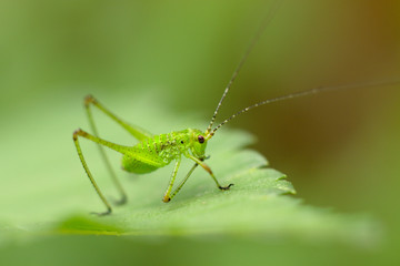Green grasshopper (Tettigonia viridissima) sitting on a leaf