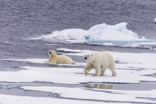 Polar bear (Ursus maritimus) mother and cub on the pack ice, nor