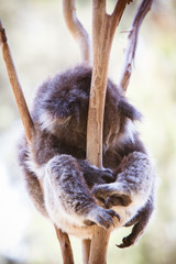 Sleeping Koala