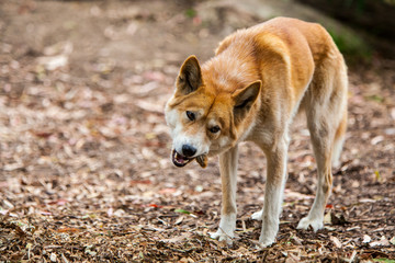 Eating Dingo
