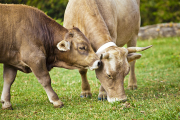 Calf cow and his mother in meadow