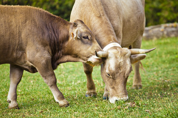 Calf cow and his mother in meadow