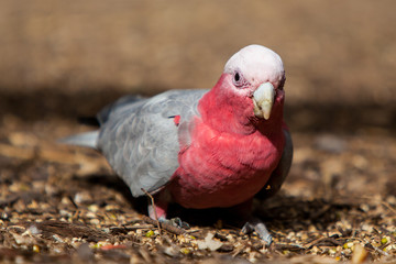 Single galah