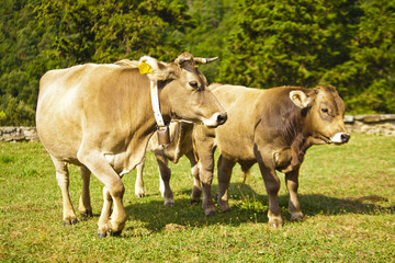 Calf cow and his mother in meadow