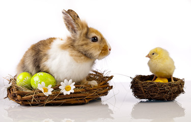Easter chicken and rabbit