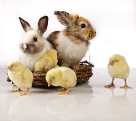 Easter chicken and rabbit