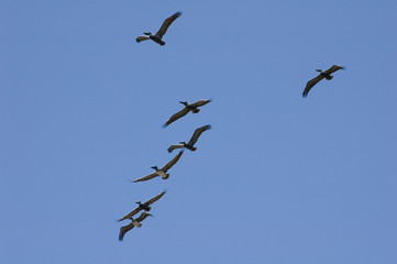 Pelicans