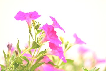 Fototapeta na wymiar Pink petunias are blooming / The beauty of flowering petunia. 