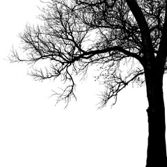Realistic oak tree silhouette (Vector illustration).
