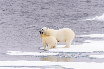 Naklejka na ściany i meble Polar bear (Ursus maritimus) mother and cub on the pack ice, nor