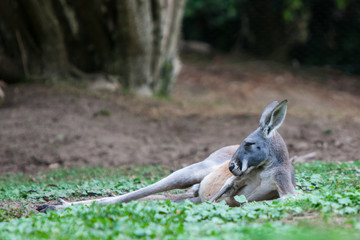 Single Kangaroo Laying