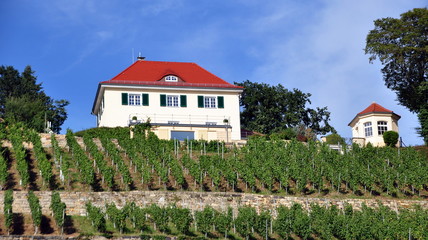 Idyllischer Weinberg an der Elbe