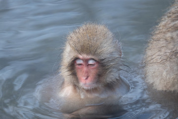温泉に入る猿　