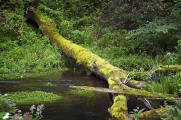 Obraz premium Summer forest landscape with the small river and tree through a stream