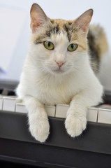 gatto sul pianoforte