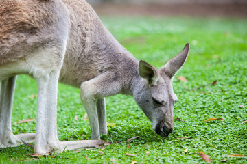 Single Kangaroo