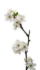 cherry blossom flowers isolated