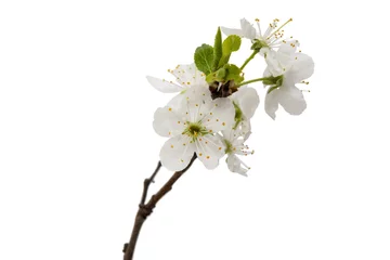 Crédence en verre imprimé Fleur de cerisier fleurs de cerisier isolés