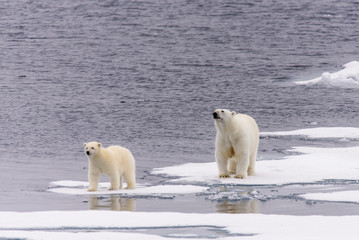 Polar bear (Ursus maritimus) mother and cub on the pack ice, nor