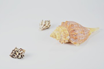 Seashells on a white background.