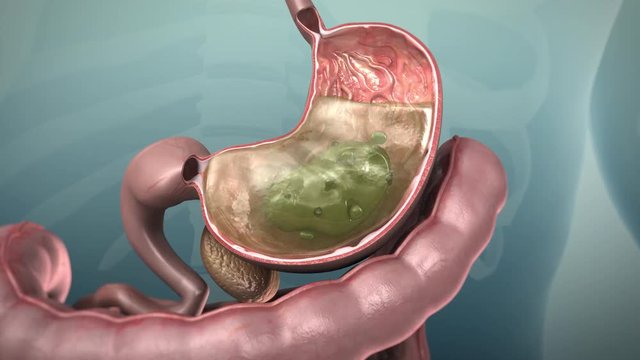 3D animation of the human gastrointestinal tract or GI tract, 4K Ultra HD.  Human digestive system, stomach open and the acids and pepsin in the  gastric juice Stock Video | Adobe Stock