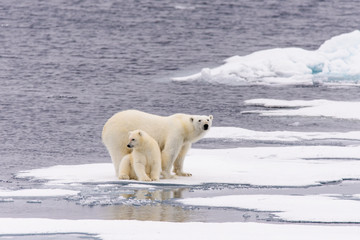 Fototapeta na wymiar Polar bear (Ursus maritimus) mother and cub on the pack ice, nor