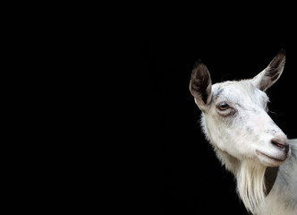 Portrait of a white goat closeup on a black background.