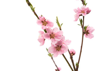 Fototapeta na wymiar Cherry blossom, sakura flowers isolated